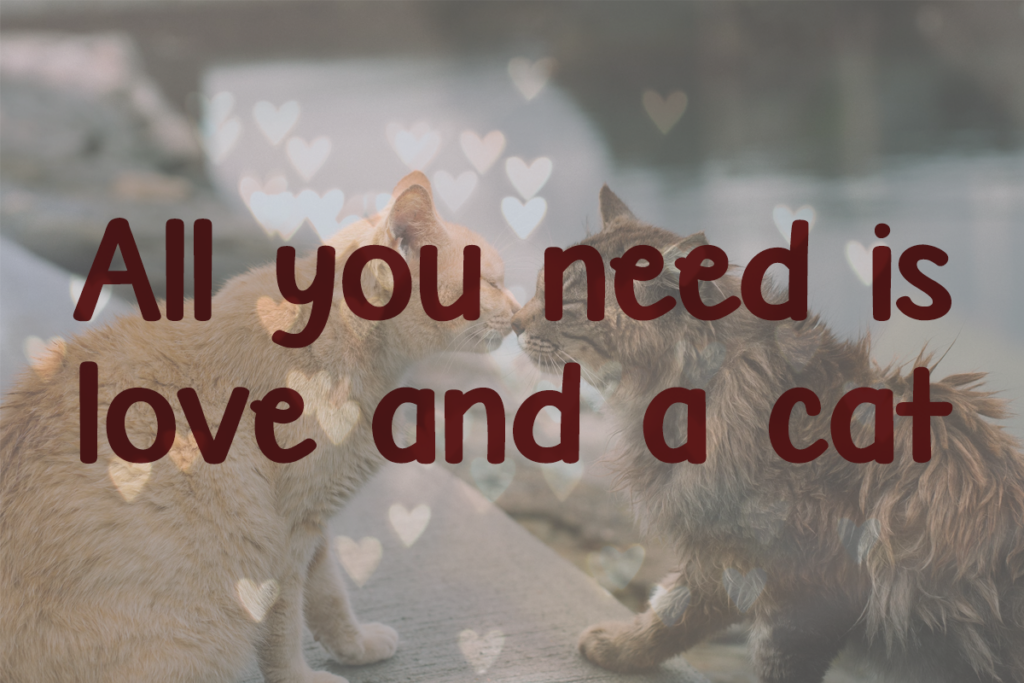 Biggest Cat Ever Typeface by Misti's Fonts